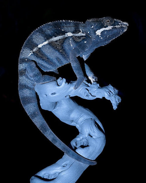 Azure Blue - CDLP